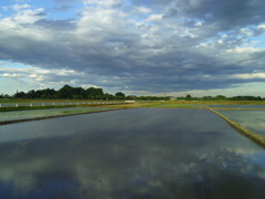 2017/06/04_水田に雲