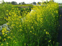 2017/04/16_元荒川の菜の花