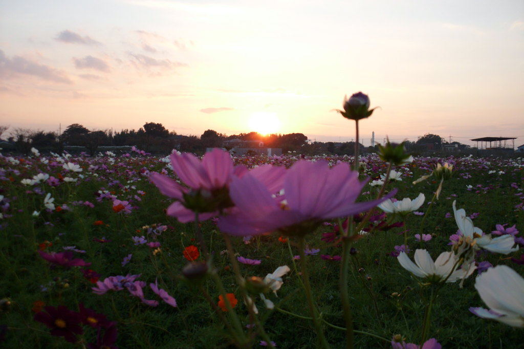 2014/10/19_夕暮れのコスモス畑
