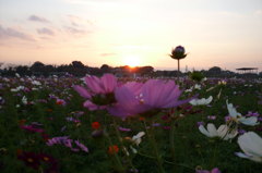 2014/10/19_夕暮れのコスモス畑