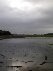 2017/05/27_水田の曇天