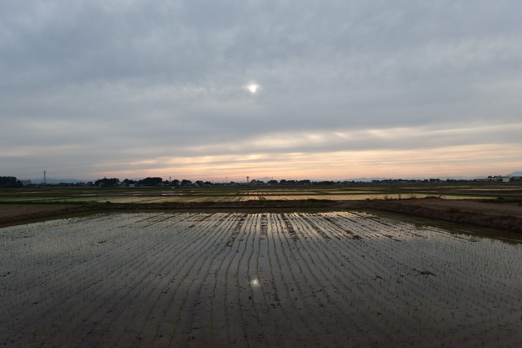 2015/05/31_水田の夕暮れ