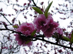 2017/04/01_上平公園の花