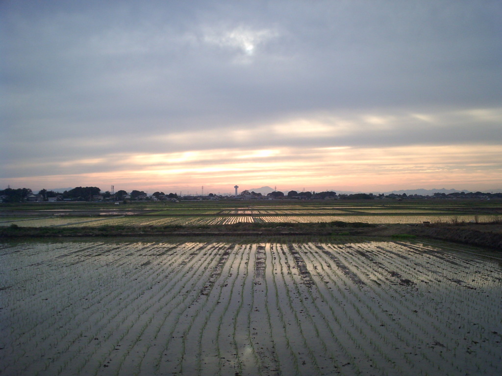 2015/05/31_水田の夕暮れ