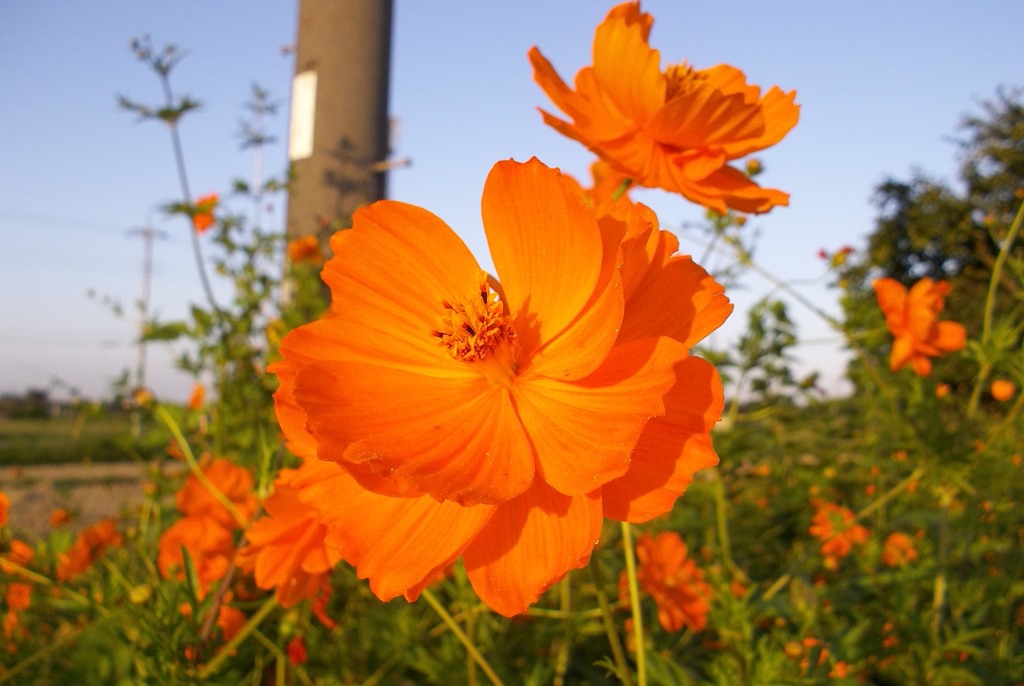 2015/09/22_キバナコスモス