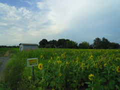 2017/07/22_向日葵畑
