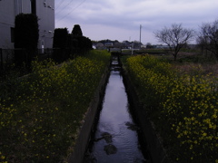 2017/04/01_曇天の用水路と菜の花