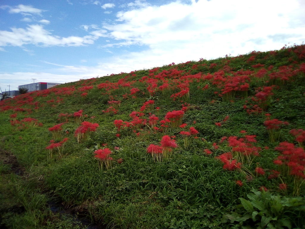 2018/09/22_越辺川土手の彼岸花