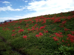 2018/09/22_越辺川土手の彼岸花