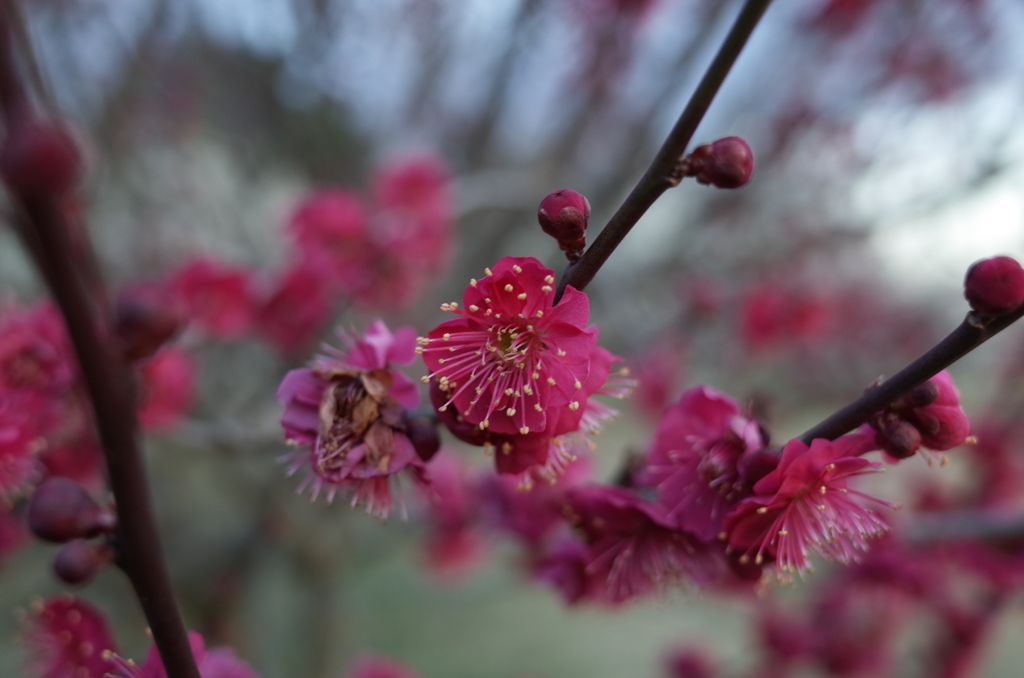2016/02/14_花の丘農林公苑の紅梅
