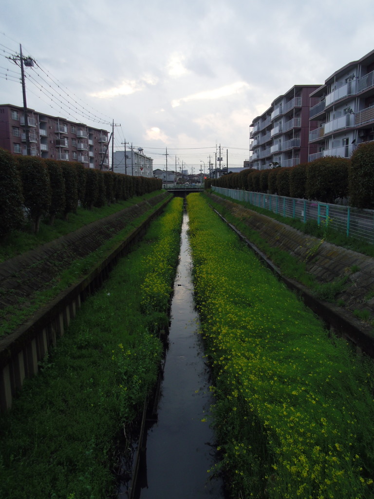 2017/04/09_芝川の菜の花