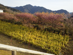 2017/02/07_恋人岬近くの花畑