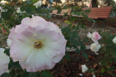 2015/10/18_伊奈バラ園の薔薇