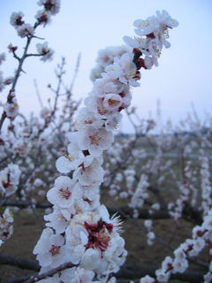 2017/03/05_夕暮れの白梅