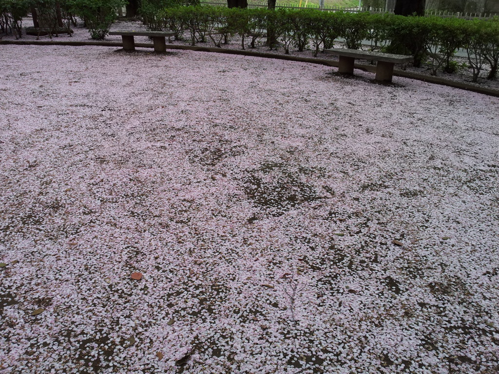 2016/04/10_氷川児童公園の桜