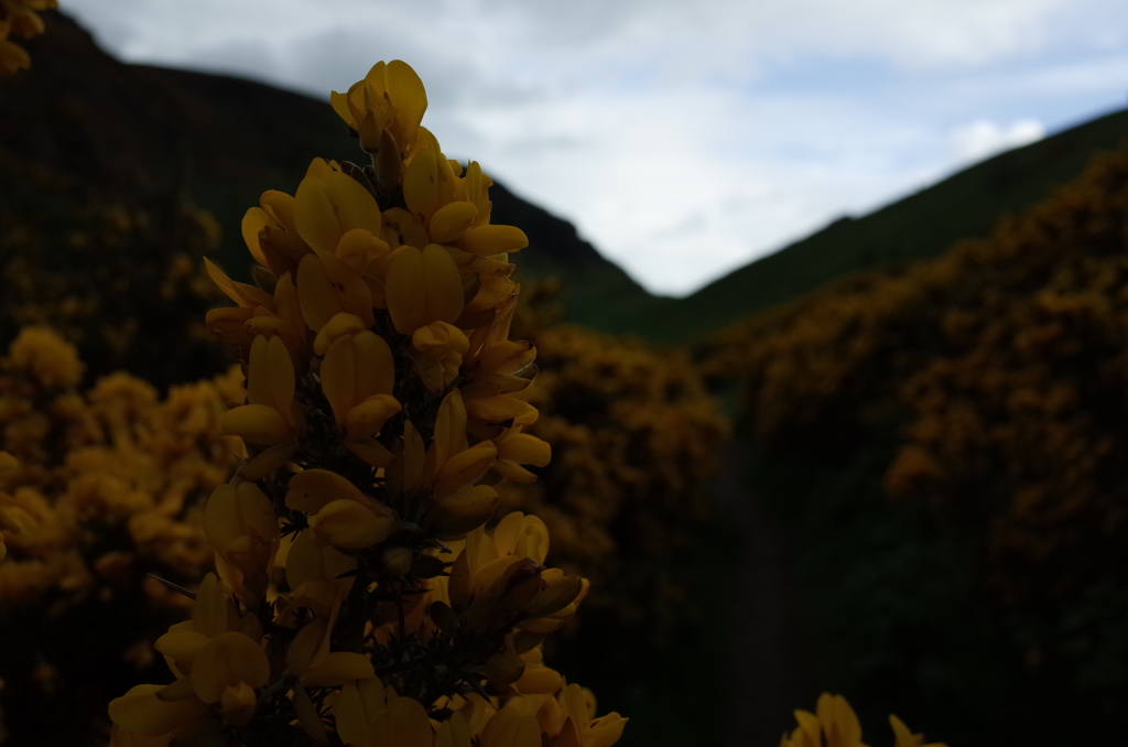 2016/05/20_アーサーズ・シートへのハリエニシダの道