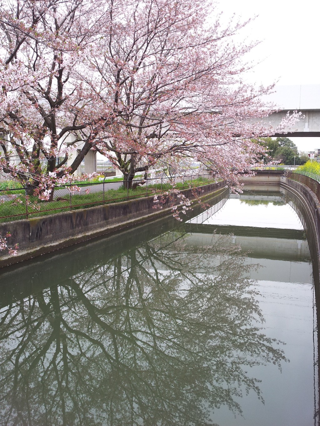 2016/04/10_見沼代用水の桜（と菜の花）