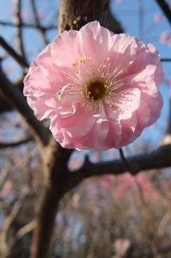 2016/03/20_農林公園の梅（楊貴妃）