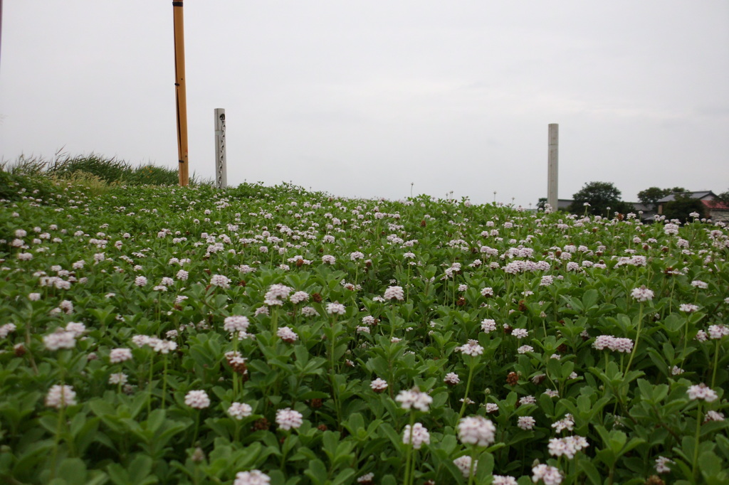 2014/08/09_シロツメクサ