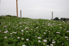 2014/08/09_シロツメクサ