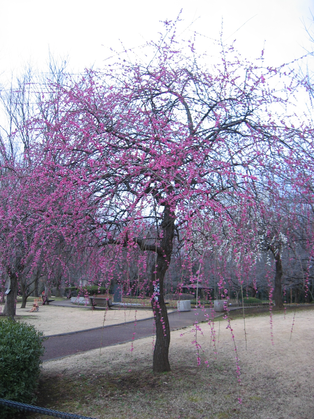 2016/02/28_花の丘農林公苑の枝垂れ梅