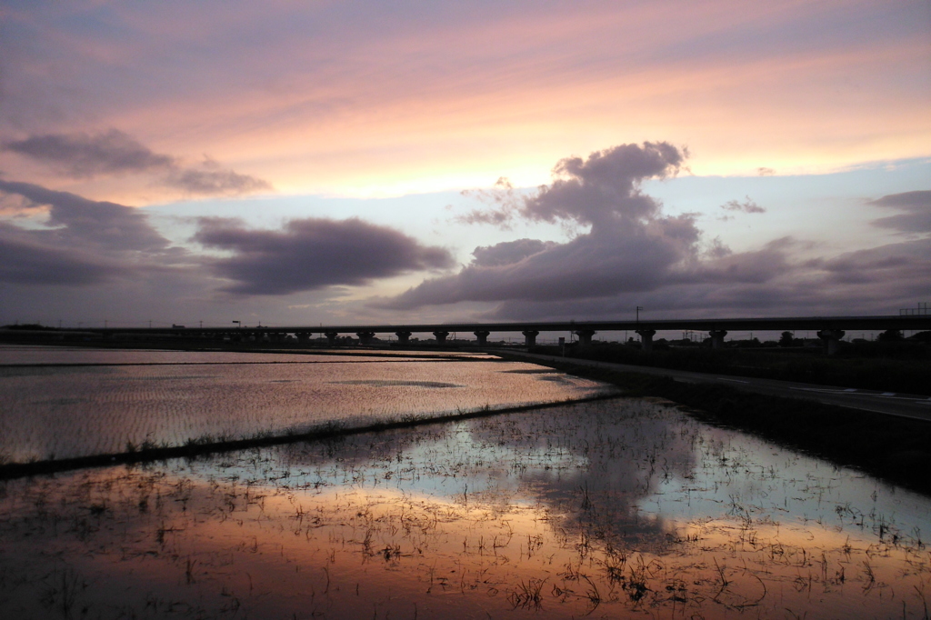 2015/06/28_水田の夕暮れ