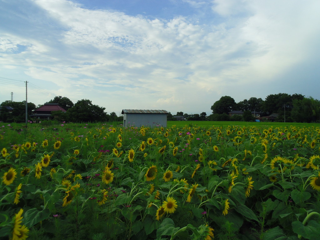 2017/07/22_向日葵畑