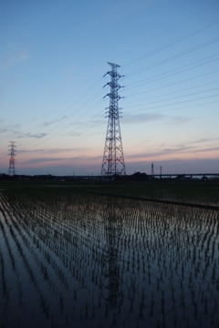 2016/06/18_水田の夕暮れ