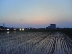 2015/07/11_水田の夕暮れ