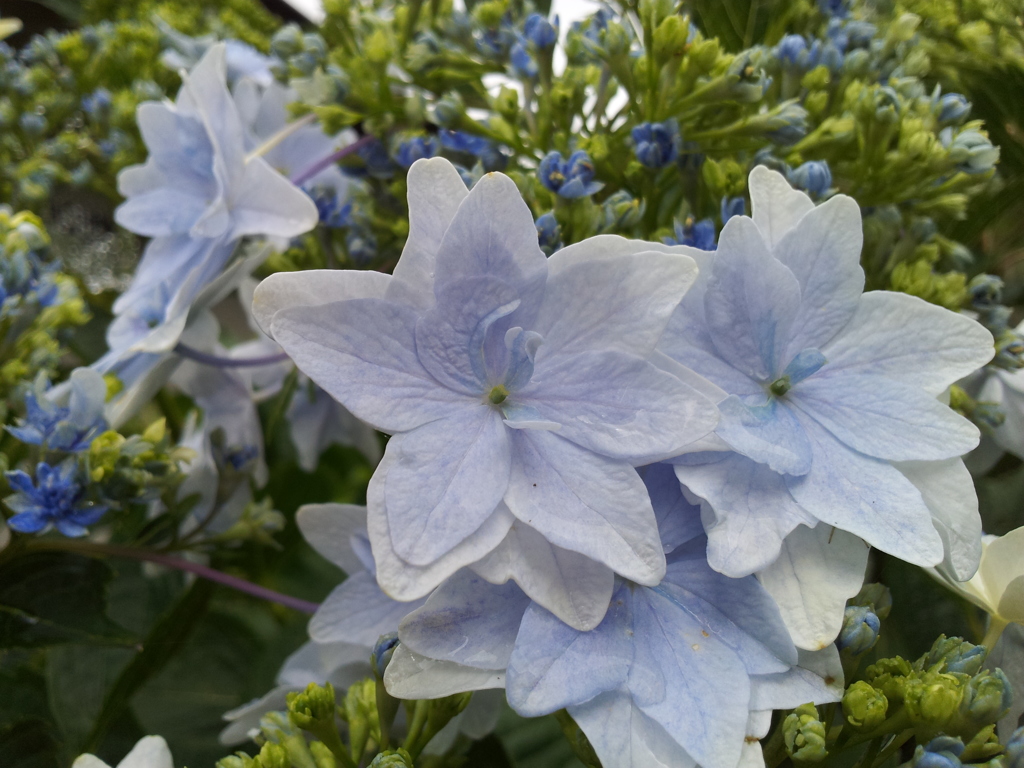 2018/06/16_天神山の紫陽花