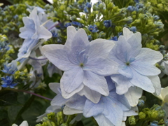 2018/06/16_天神山の紫陽花