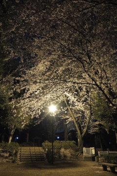 2015/04/04_氷川児童公園の夜桜