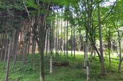 2014/07/12_木立
