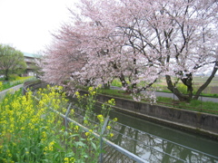 2016/04/10_見沼代用水の桜と菜の花