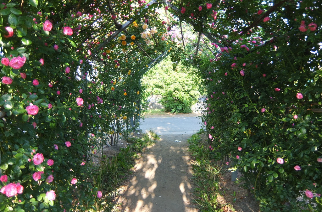 2014/05/18_平成の森公園 バラの小径