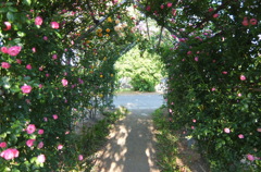 2014/05/18_平成の森公園 バラの小径