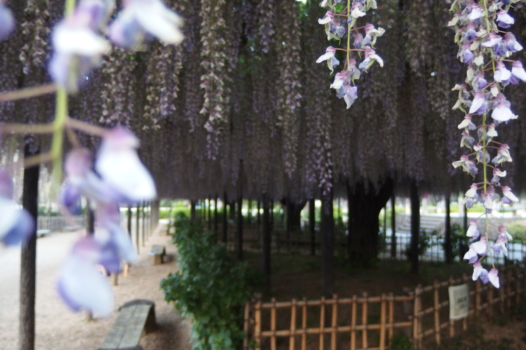 2016/05/07_玉敷公園の藤