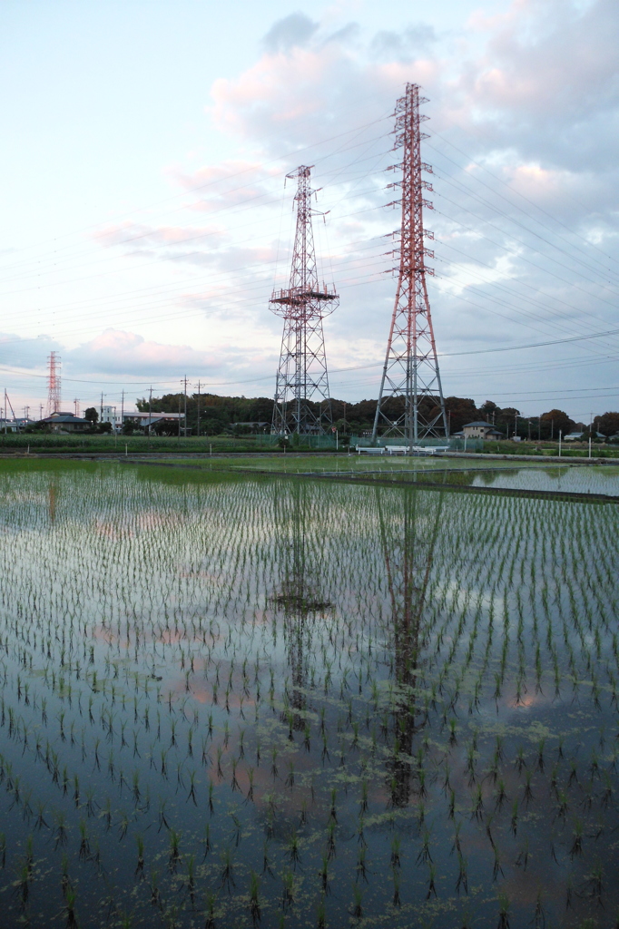 2015/06/06_水田の夕暮れ