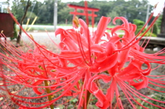 2015/09/21_神社の彼岸花