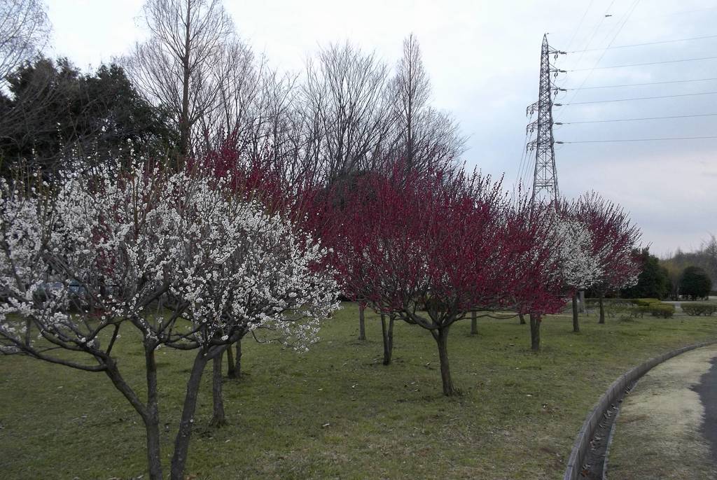 2016/02/28_花の丘農林公苑の紅白梅