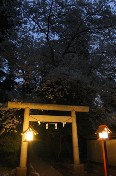 2015/04/04_伊奈崇霊社の夕暮れ桜