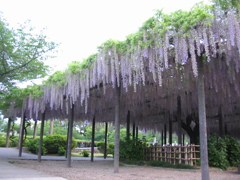 2016/05/07_玉敷公園の藤