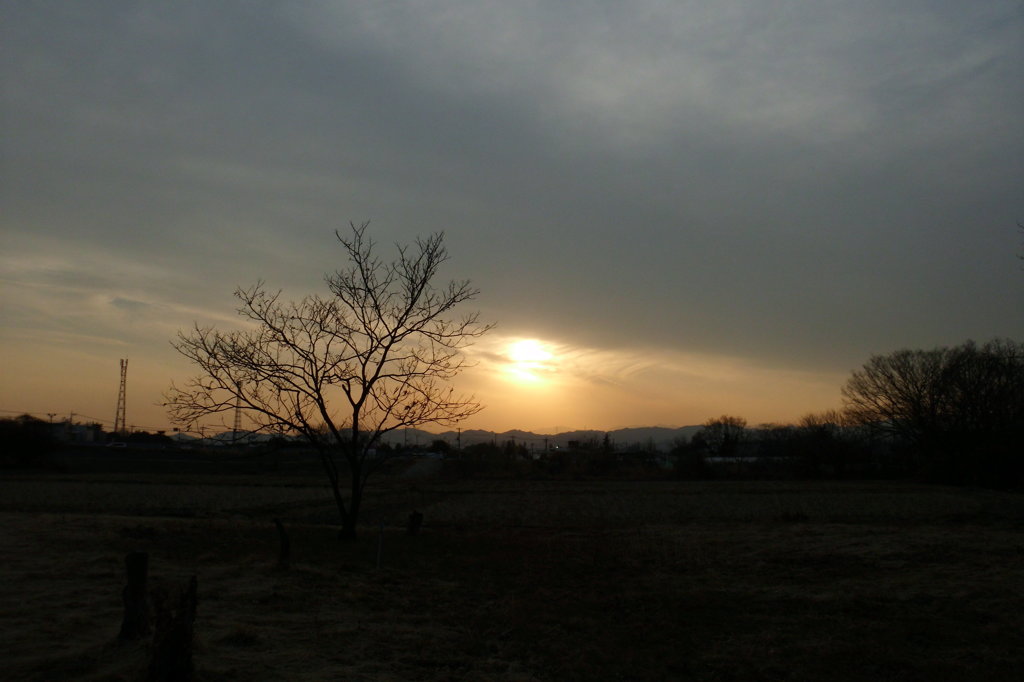 2014/02/01_夕暮れの木