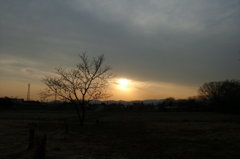 2014/02/01_夕暮れの木