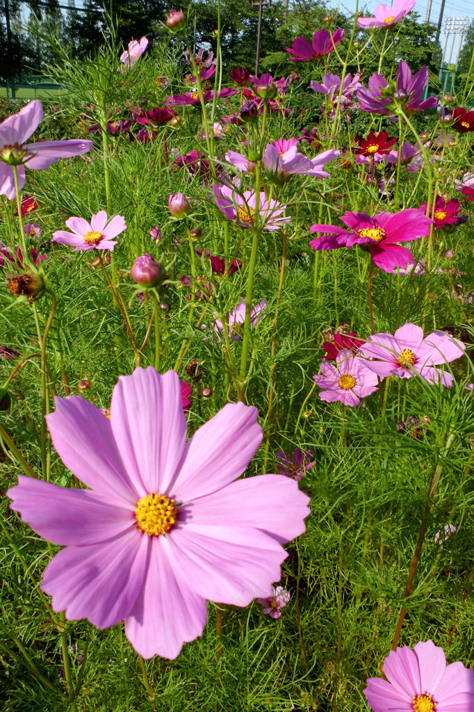 2014/06/15_伊奈バラ園のコスモス