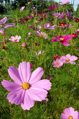 2014/06/15_伊奈バラ園のコスモス