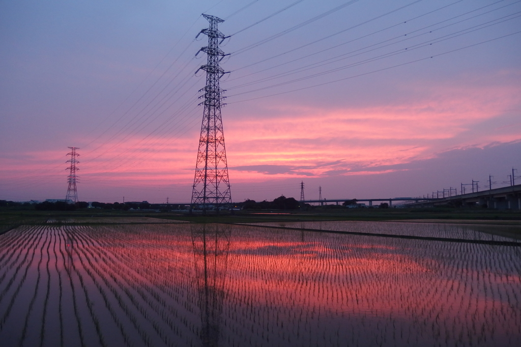 2015/06/14_水田の夕暮れ
