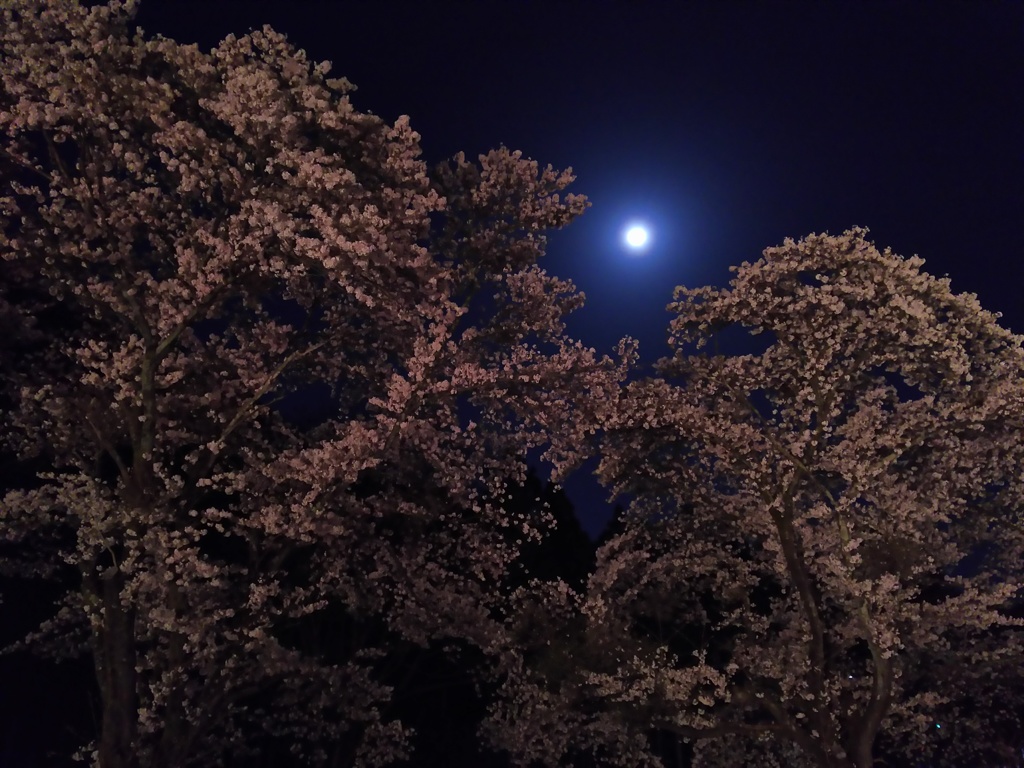 2018/03/31_外秩父の月夜桜