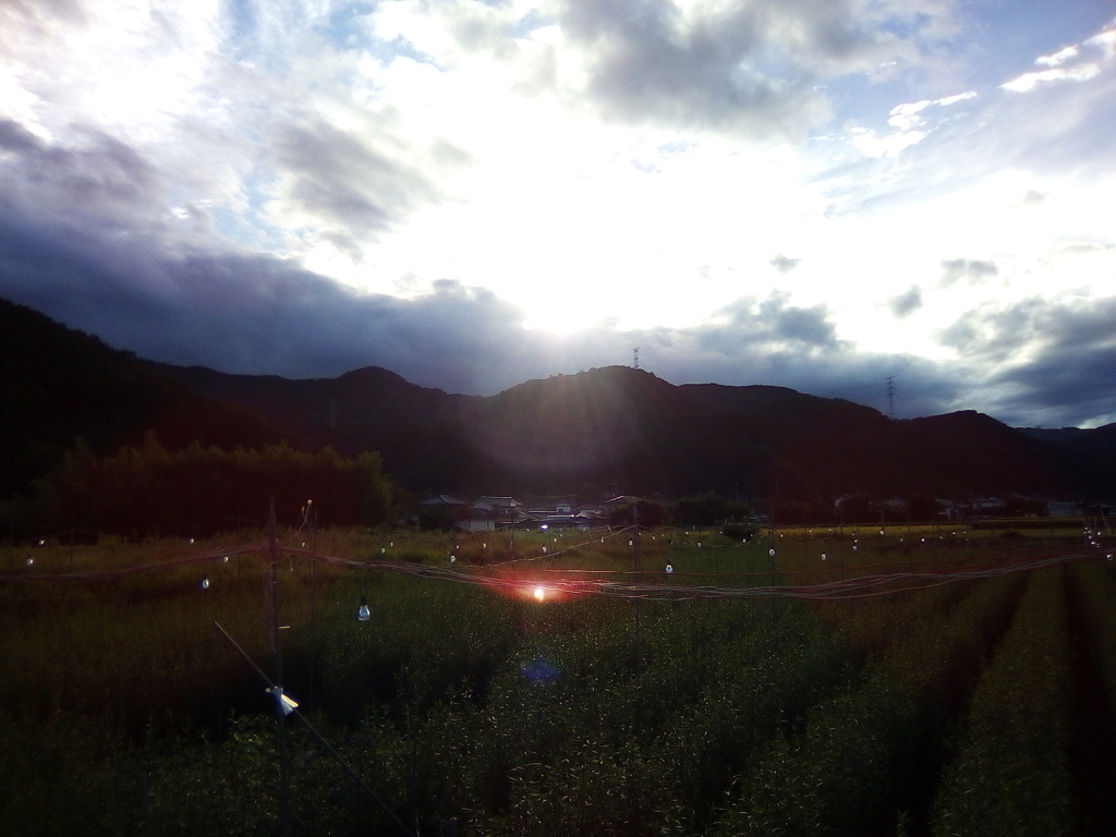 2018/09/22_電球が吊るされた畑