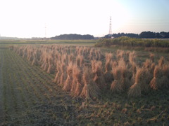 2016/10/15_夕暮れの田んぼ